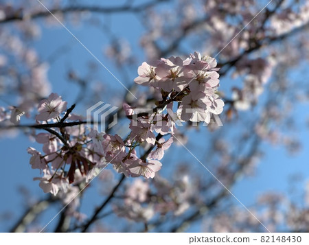 Cherry at Moerenuma Park Cherry at Moerenuma Park 82148430