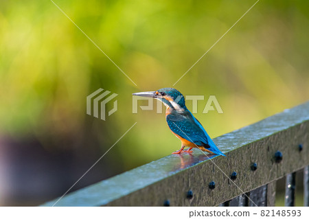 Kingfisher perching on the railing 82148593