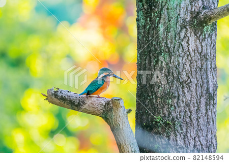 Autumn leaves and kingfishers 82148594