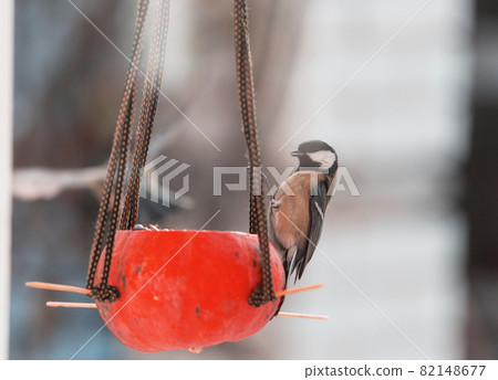 Titmouse Titmouse 82148677