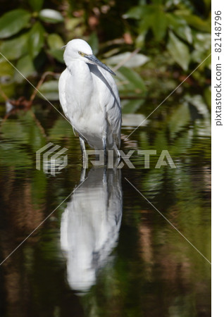 Egret (Tachikawa, Tokyo) 82148796