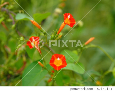 橙色的丸原草花和花蕾 82149124