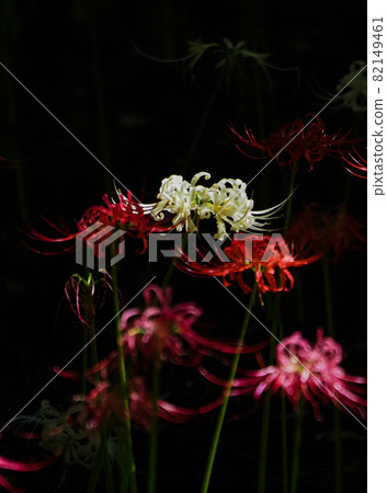 Murakami Green Space Park Amaryllis 82149461