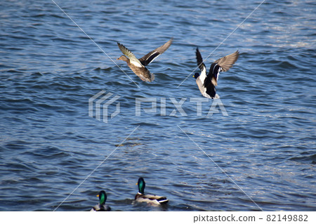 A pair of mallards flying over the sea A pair of mallards flying over the sea 82149882