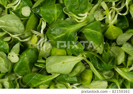 mache lettuce green salad mache lettuce green salad 82150161