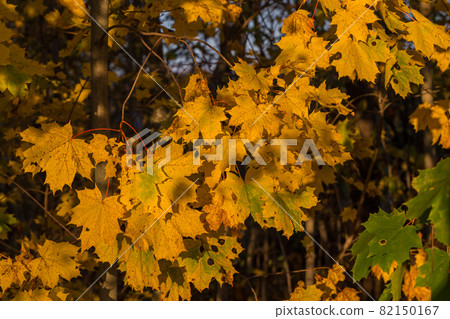 maple tree autumn yellow leafs natural photo 82150167