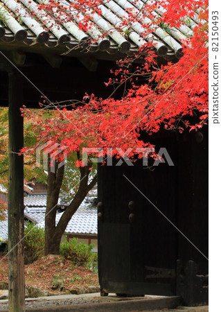 A view of the autumn leaves of Akizuki Kuromon with beautiful contrast A view of the autumn leaves of Akizuki Kuromon with beautiful contrast 82150493