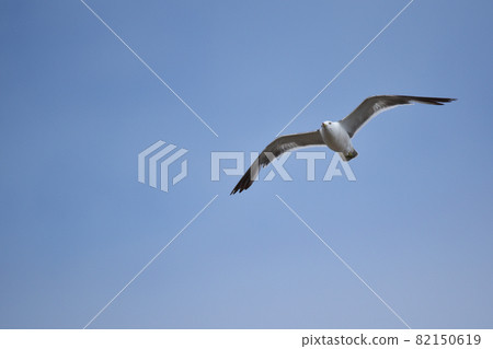 Seagulls flying in the summer sky Seagulls flying in the summer sky 82150619