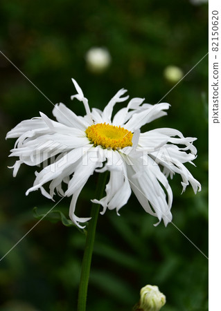 Shasta daisy with curled petals 82150620