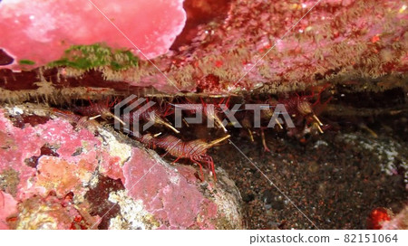 Shrimp in the rock gap Shrimp in the rock gap 82151064