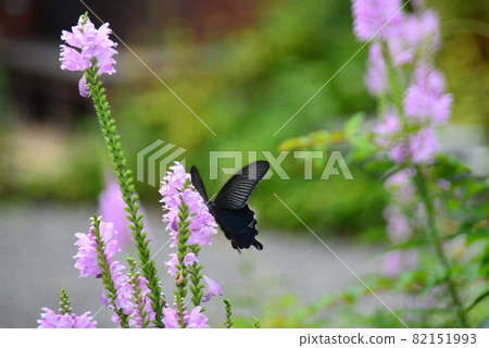 Chinese windmill sucking honey with obedient plant 82151993