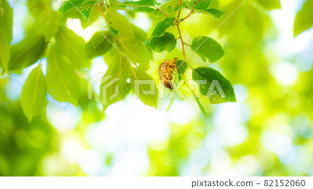Cicada shells on refreshing leaves 82152060