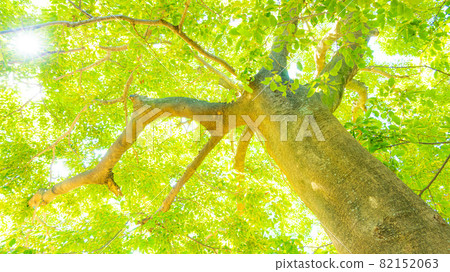An oak tree with beautiful green leaves in the sunlight through the trees 82152063