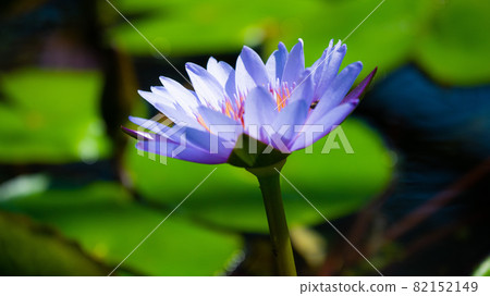 A tropical water lily that loves the heat that blooms brightly and beautifully A tropical water lily that loves the heat that blooms brightly and beautifully 82152149