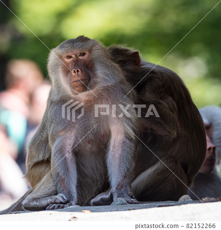The hamadryas baboon, Papio hamadryas is a species of baboon The hamadryas baboon, Papio hamadryas is a species of baboon 82152266
