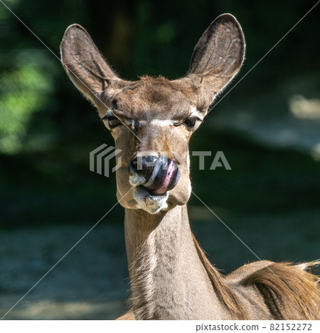 The common eland, Taurotragus oryx is a savannah antelope 82152272
