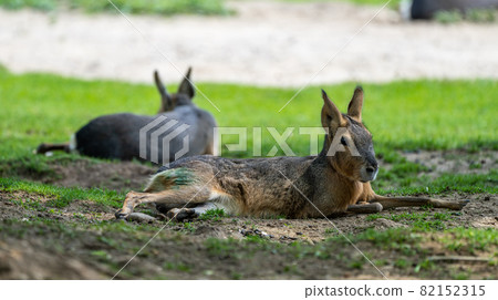 Patagonian Mara, Dolichotis patagonum are large relatives of guinea pigs 82152315