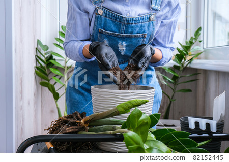 Gardener woman transplants indoor plants and use a shovel on table. Zamioculcas Concept of plants care and home garden. Spring planting 82152445