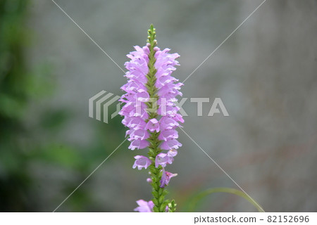 Hanatranoo lilac flowers 82152696