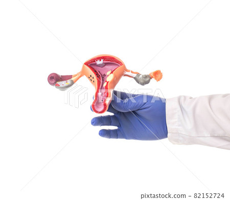 Doctor holds in hand a mock-up of the female reproductive system on a white background, isolate, ovulation Doctor holds in hand a mock-up of the female reproductive system on a white background, isolate, ovulation 82152724