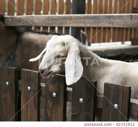 Young white lamb with large long ears behind a wooden fence, close-up 82152812