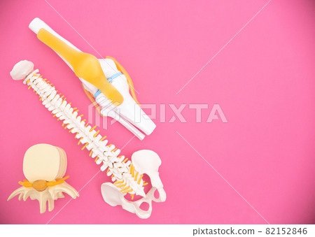 Human spine, knee joint and intervertebral disc medical mockups on pink background. Concept of the human musculoskeletal system, anatomy and orthopedics. Copy space for text Human spine, knee joint and intervertebral disc medical mockups on pink background. Concept of the human musculoskeletal system, anatomy and orthopedics. Copy space for text 82152846