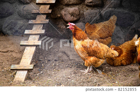 A domestic hen laying hen with an open beak coughs in the henhouse. Wake up and panic morning alarm concept 82152855