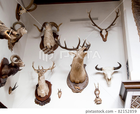 Many stuffed animals hang on the wall in the hunter's room, trophies. Stuffed goats with horns Many stuffed animals hang on the wall in the hunter's room, trophies. Stuffed goats with horns 82152859