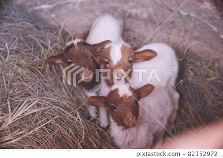 Sheep in the nomadic settlement of the Todra Valley near Tinghir, Morocco Sheep in the nomadic settlement of the Todra Valley near Tinghir, Morocco 82152972