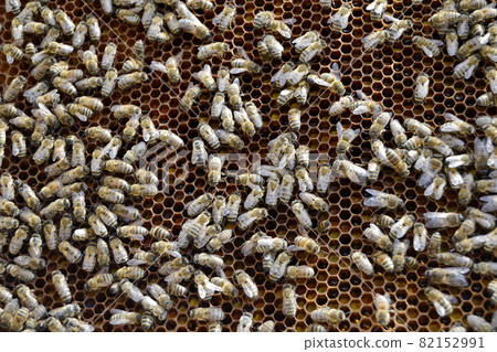 Abstract hexagon structure is honeycomb from bee hive 82152991