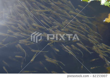 Fry of medaka that hatch in spring and swim in groups 82153007