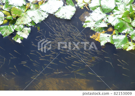 Fry of medaka that hatch in spring and swim in groups 82153009