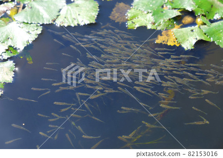 春天孵化成群游動的青鱂魚苗 82153016