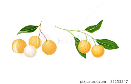 Fresh ripe longan fruits on branches set. Whole tropical fruit vector illustration 82153247