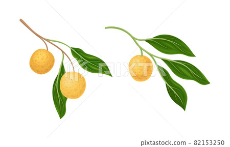 Longan fruits on branches set. Whole ripe tropical fruit vector illustration 82153250