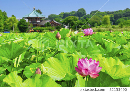 東京上野公園不忍池蓮花 東京上野公園不忍池蓮花 82153490