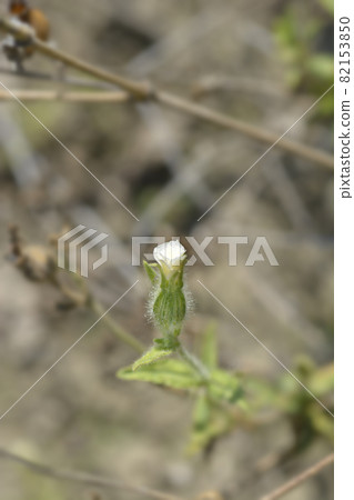 White campion 82153850