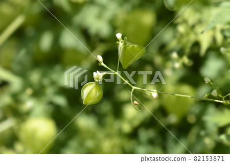 Balloon vine 82153871