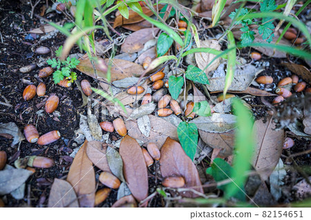 Acorn and fallen leaves Acorn and fallen leaves 82154651