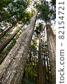 Towering tree Towering tree 82154721