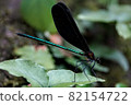 Black dragonfly Black dragonfly 82154722