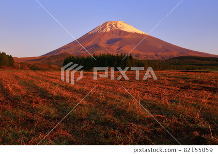 降雪富士山蕎麥麵收穫後的紅毯 降雪富士山蕎麥麵收穫後的紅毯 82155059
