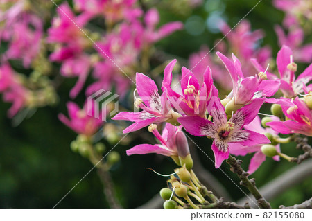 Taiwan, Shilin, Zhicheng Park, beauty flower, city 82155080