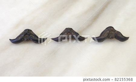 Flat lay of three water caltrop arranged in a horizontal line, with the horns facing down in a mustache shape. Water caltrop, also known as trapa, is an edible aquatic crop. Flat lay of three water caltrop arranged in a horizontal line, with the horns facing down in a mustache shape. Water caltrop, also known as trapa, is an edible aquatic crop. 82155368