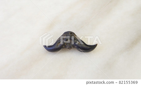 Flat lay of a single water caltrop, with the horns facing down in a mustache shape.  Water caltrop, also known as trapa, is an edible aquatic crop. 82155369