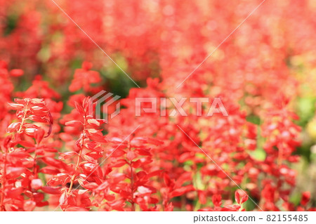 Red salvia close-up 82155485