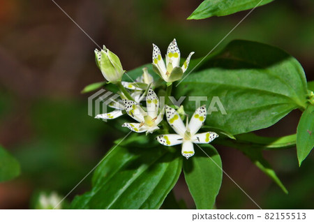 Swertia bimaculata flower Swertia bimaculata flower 82155513