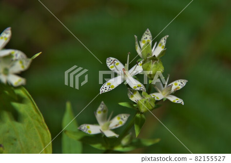Swertia bimaculata flower Swertia bimaculata flower 82155527