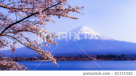 從河口湖看富士山和櫻花 82155582