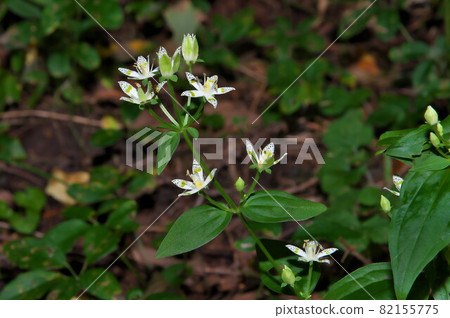 蠑螈螞蟻 82155775